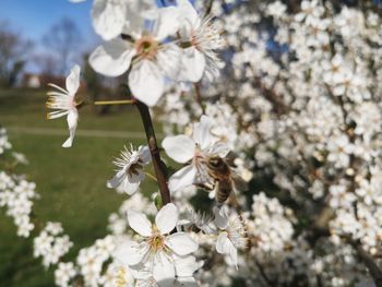 Close-up of insect on white cherry blossom