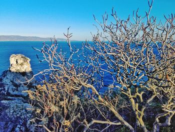 Bare tree by sea against clear blue sky