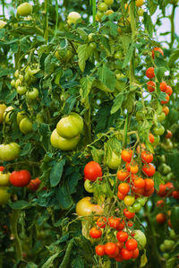 Close-up of tomatoes growing on tree