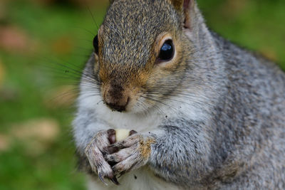 Close-up of a squirrel eating a nut