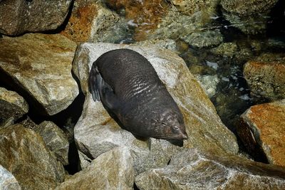 High angle view of turtle on rock