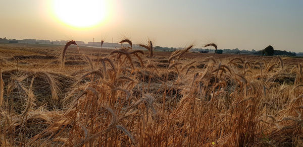 Crops growing on field against sky during sunset