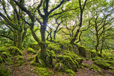 Scenic view of forest