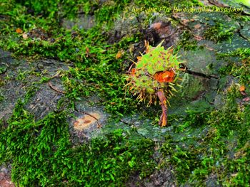 High angle view of mushroom growing in forest