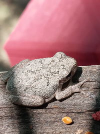 Close-up of cake on table
