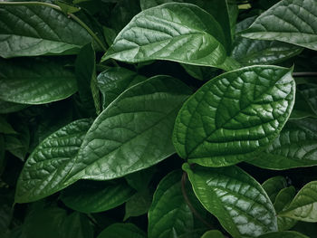 Full frame shot of fresh green leaves