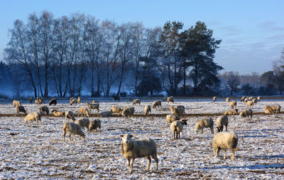 Flock of sheep on snow field against sky