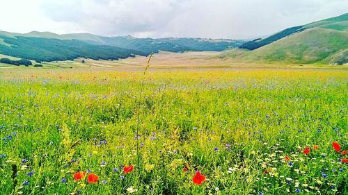 Flowers growing in field