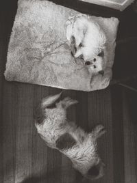 Cat sleeping on tiled floor