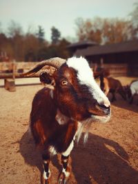 Close-up portrait of cow on field