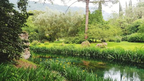 Scenic view of lake by trees