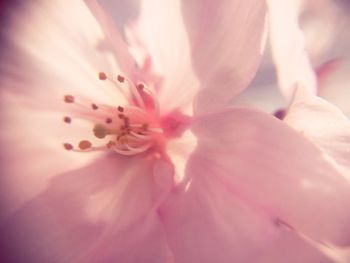 Close-up of pink flower