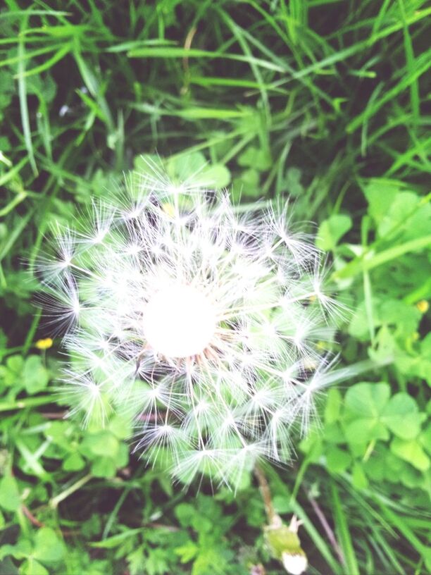 growth, plant, close-up, flower, freshness, dandelion, nature, green color, fragility, focus on foreground, beauty in nature, selective focus, stem, outdoors, no people, day, uncultivated, wildflower, leaf, field