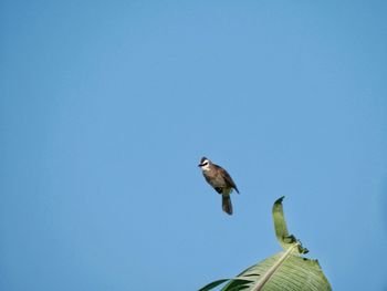 Low angle view of bird perching on blue sky