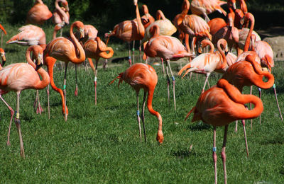 View of birds on field