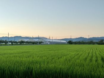 Scenic view of agricultural field against clear sky during sunset