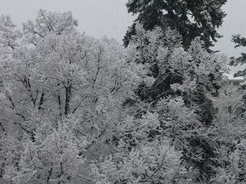 View of snow covered tree