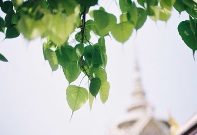 Low angle view of leaves growing on tree against sky