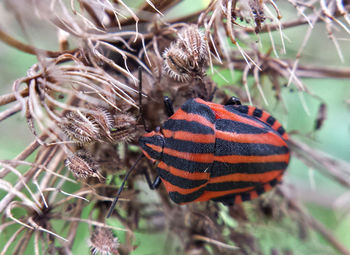 Close-up of plant against blurred background