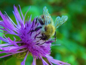 Close-up of bee on purple flower