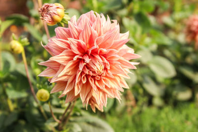 Close-up of pink flower on field