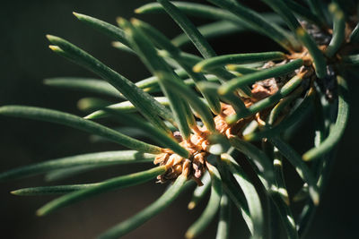 Close-up of spruce tree