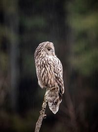 Close-up of owl perching on tree