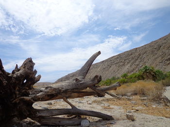 Driftwood on landscape against sky