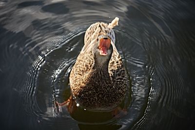 Close-up of duck swimming in lake