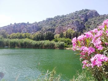 Scenic view of pink flowering plants by lake against sky