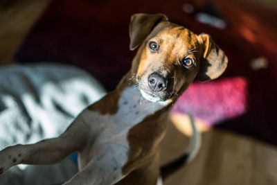 Close-up portrait of a dog at home