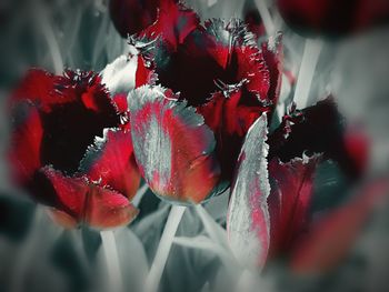 Close-up of red berries on plant