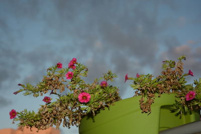 Close-up of pink flowering plant against sky