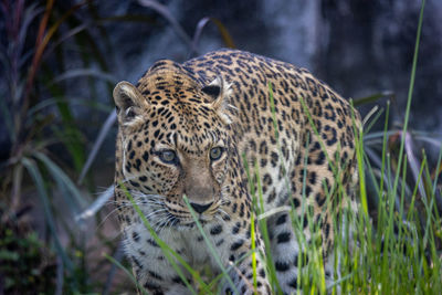 Close-up of tiger