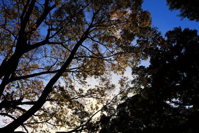 Low angle view of trees against sky