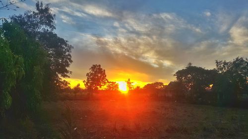 Trees on field against sky during sunset