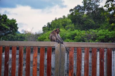 Macaque long tailed monkey, close-up genus macaca cercopithecinae, monkeys in thailand. asia.