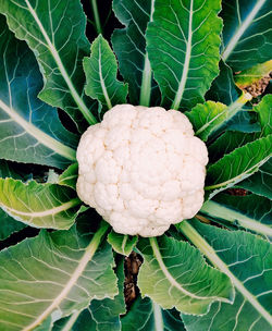 Close-up of fresh vegetables on plant