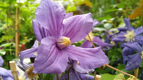 Close-up of purple flowering plant