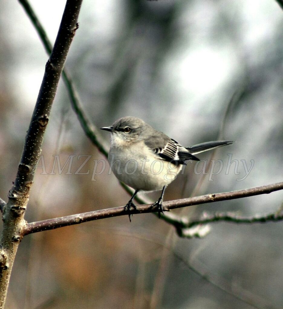 animal themes, bird, animals in the wild, one animal, wildlife, perching, focus on foreground, full length, branch, close-up, nature, outdoors, day, side view, selective focus, fence, no people, zoology, beak, twig