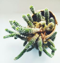 Close-up of succulent plant