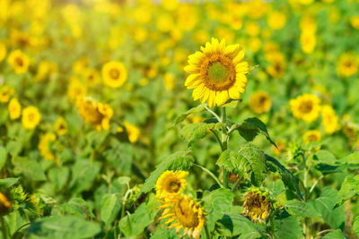 Close-up of sunflowers blooming outdoors