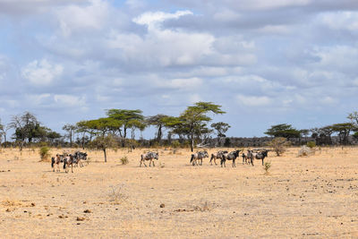 Animals on field against sky