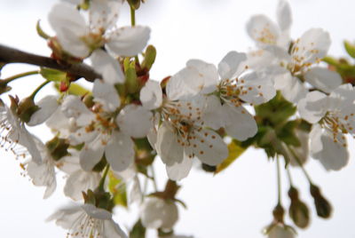 Close-up of white flowers blooming in park