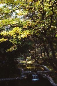 Trees by lake in park