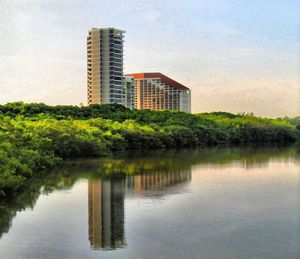 Reflection of trees in water