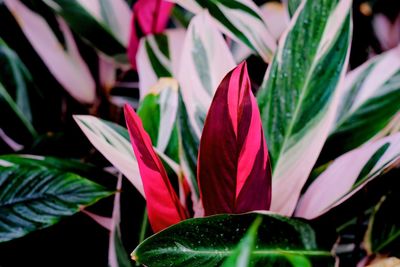 Close-up of pink flowering plant