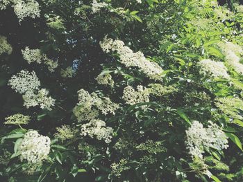 Close-up of white flowers