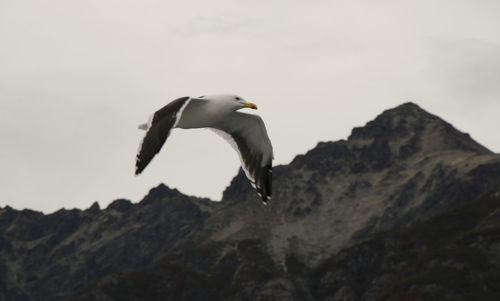 Low angle view of seagull on rock