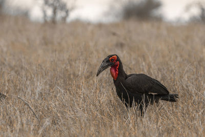 Side view of a bird on field